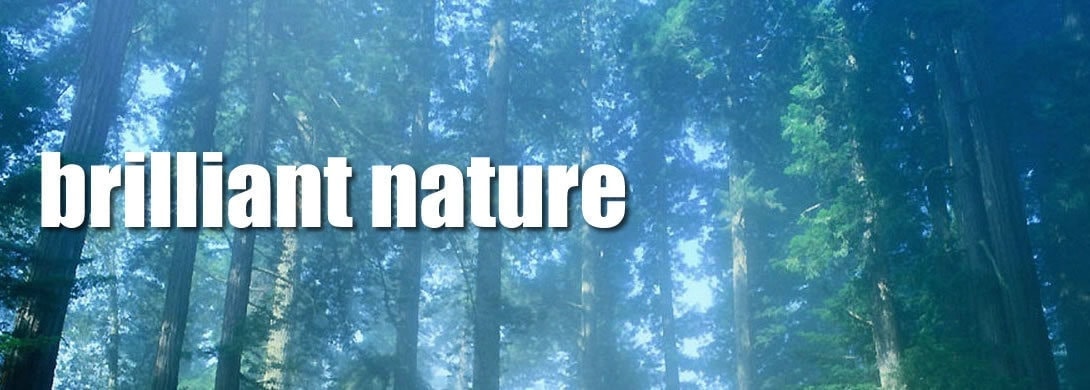 nature_1.jpg
